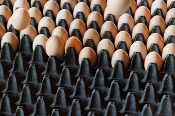 Fototapeta premium Organized Rows of Fresh Brown Eggs in a Dark Carton - Culinary Essentials