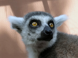 Fototapeta premium Portrait of a lemur watching a photographer