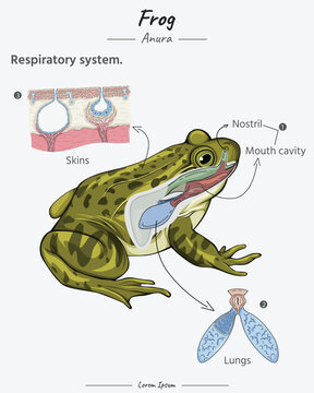 Anatomy of frog respiratory system, lungs, skins, mouth cavity