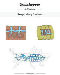 Set Grasshopper Anatomy Respiratory system illustration