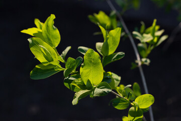 The sun illuminates the green leaves against a dark background.