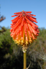 Nature's Valley South Africa. Red Hot Poker - Kniphofia growing wild along the side of the road....