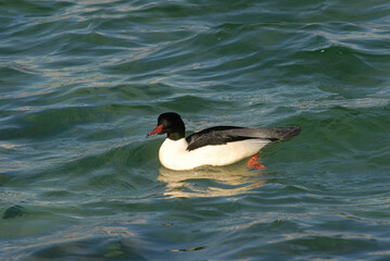 Geneva Switzerland Male Goosander Mergus merganser