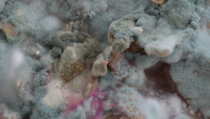 Rotten and moldy vegetables close-up