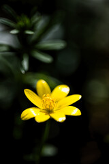 Fleur jaune printemps macro
