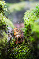 Crab in the woods
