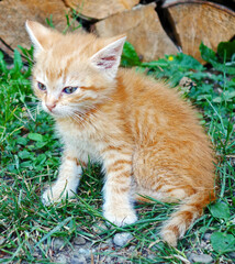 Naklejka na ściany i meble Cute little kitten on the grass in the countryside