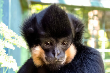 The gibbon monkey lives in a large spacious cage