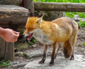 The tourist feeds a mountain fox