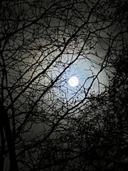 Full moon on a cloudy spring night. View of the Moon at night through tree branches. Moon and tree. 