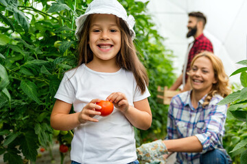 Happy young farmer family harvesting tomato and vegetables from the greenhouse. Happy family