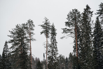 winter landscape of green trees