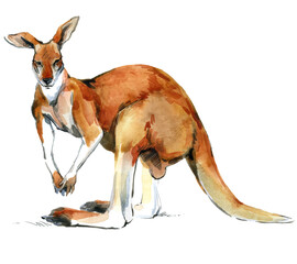 Australian big red kangaroo. Realistic watercolor animal illustration isolate on white