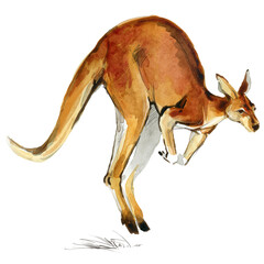 Australian big red kangaroo. Realistic watercolor animal illustration isolate on white