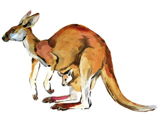Australian big red kangaroo. Realistic watercolor animal illustration isolate on white - 767125789