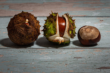 lifecycle of horse chestnuts