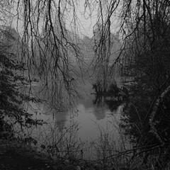 fog and trees shroud a mysterious house