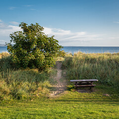 wooden bench beside the beach path