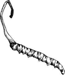 Hand-drawn sketches of Cordyceps in vintage sketch, vector medicinal plant drawing - 767126707