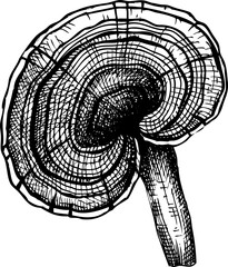 Hand-drawn sketch of reishi in vintage style, medicinal mushroom drawing - 767126748
