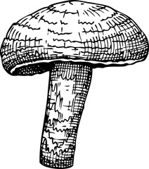 Hand-drawn sketch of shitake mushroom in vintage style, vector medicinal plant drawing - 767126763