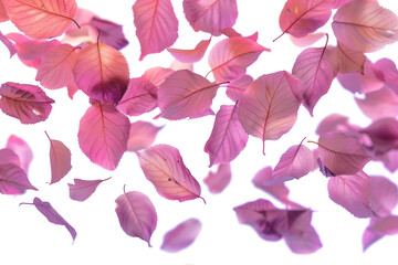Flying Blurry Leaves on Clear Background