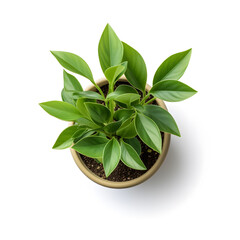 Green Potted Plant Isolated on White Background, Top View