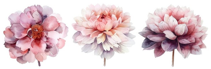 Set of watercolor illustration of three flowers, peonies and dahlia isolated on a white background, with soft pastel pink colors in a minimalist style, in the style of clipart  - obrazy, fototapety, plakaty