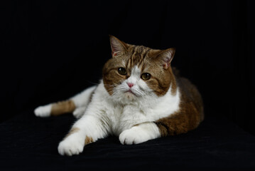 portrait of big three haired cat