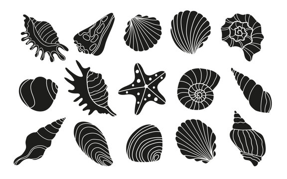 Set of various sea shells and starfish .Vector black and white silhouettes.
