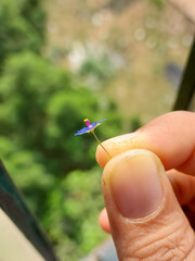 Hand holding small blue flower, nature photography