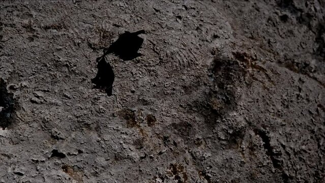 Tripod footage of a bat hanging on the ceiling in the cave of Goa Giri Putri temple. Nusa Penida, Indonesia.