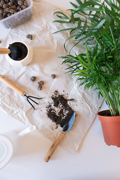 Repotting chamaedorea palm plant at home. Houseplant hobby.