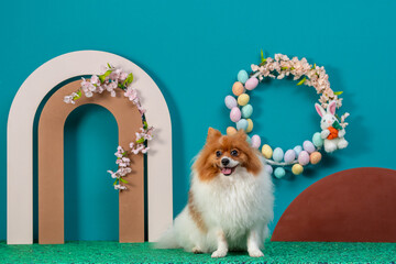 German Spitz with costume and Easter scene