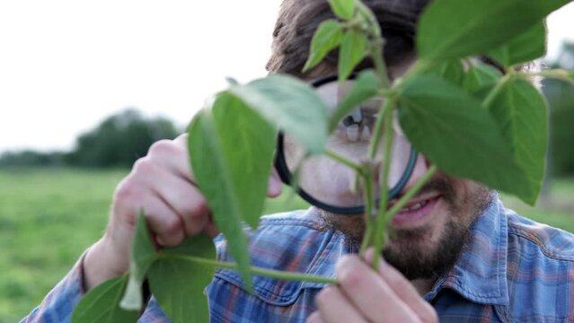 A male biologist inspects young soybean sprouts through a magnifying glass. A scientist conducts pest analyzes in a cultivated soybean field.	
