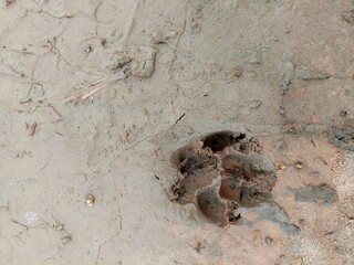 dog footprints, dirt with animal footprints background