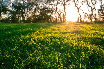 Ground level view of lush, thick grass in a farm paddock. Golden light is seen streaming in from a distant hedge in spring time.