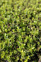 Close-up of tiny leaves of plants