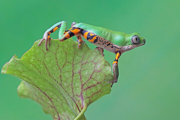 Phyllomedusa hypochondrialis climbing on branch, Northern orange-legged leaf frog or tiger-legged...