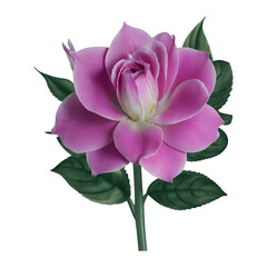 Tuberose flower purple flower png isolated on transparent background