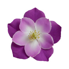 Tuberose flower purple flower png isolated on transparent background