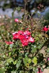Bush of pink fucsia flowers