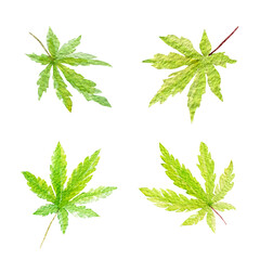 Set of green cannabis indica leaves painted in watercolor. Hand drawn marijuana illustration isolated on white  - 767136713