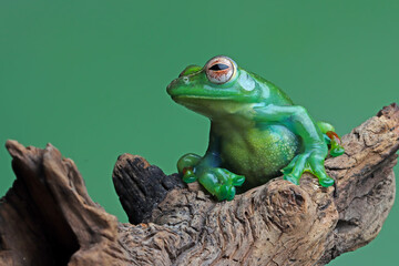 Rhacophorus dulitensis closeup on branch, Jade tree frog closeup on wood, Indonesian tree frog, Rhacophorus dulitensis or Jade tree frog closeup