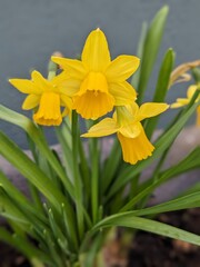 Fototapeta premium yellow daffodil flower