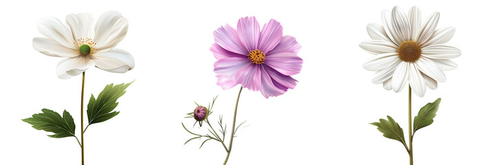 Fototapeta premium Different types of flowers 