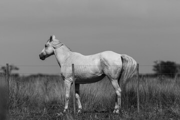 Un caballo blanco tras el alambrado - obrazy, fototapety, plakaty
