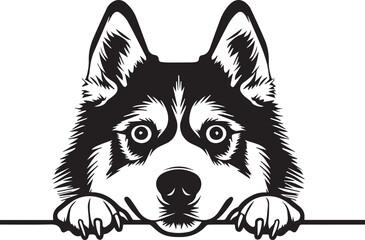 peeking siberian husky dog © Daria