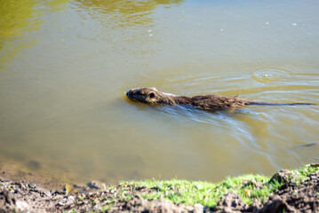 Creole otter or Myocastor coypus swimming in a lagoon