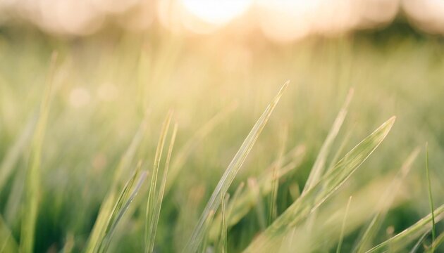 beautiful natural background macro image of young juicy green grass in bright summer spring morning sunlight